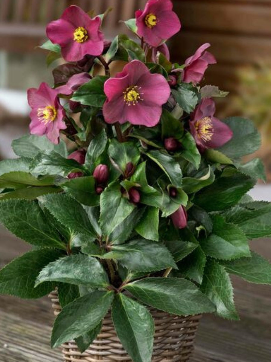 Hellebore Ice N' Roses 'Early Red'