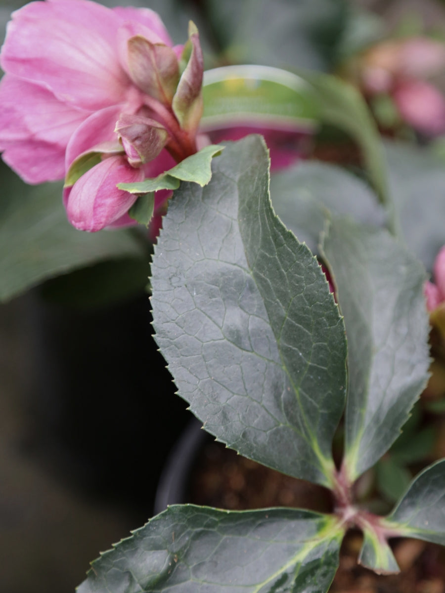 Hellebore Ice N' Roses 'Early Red'