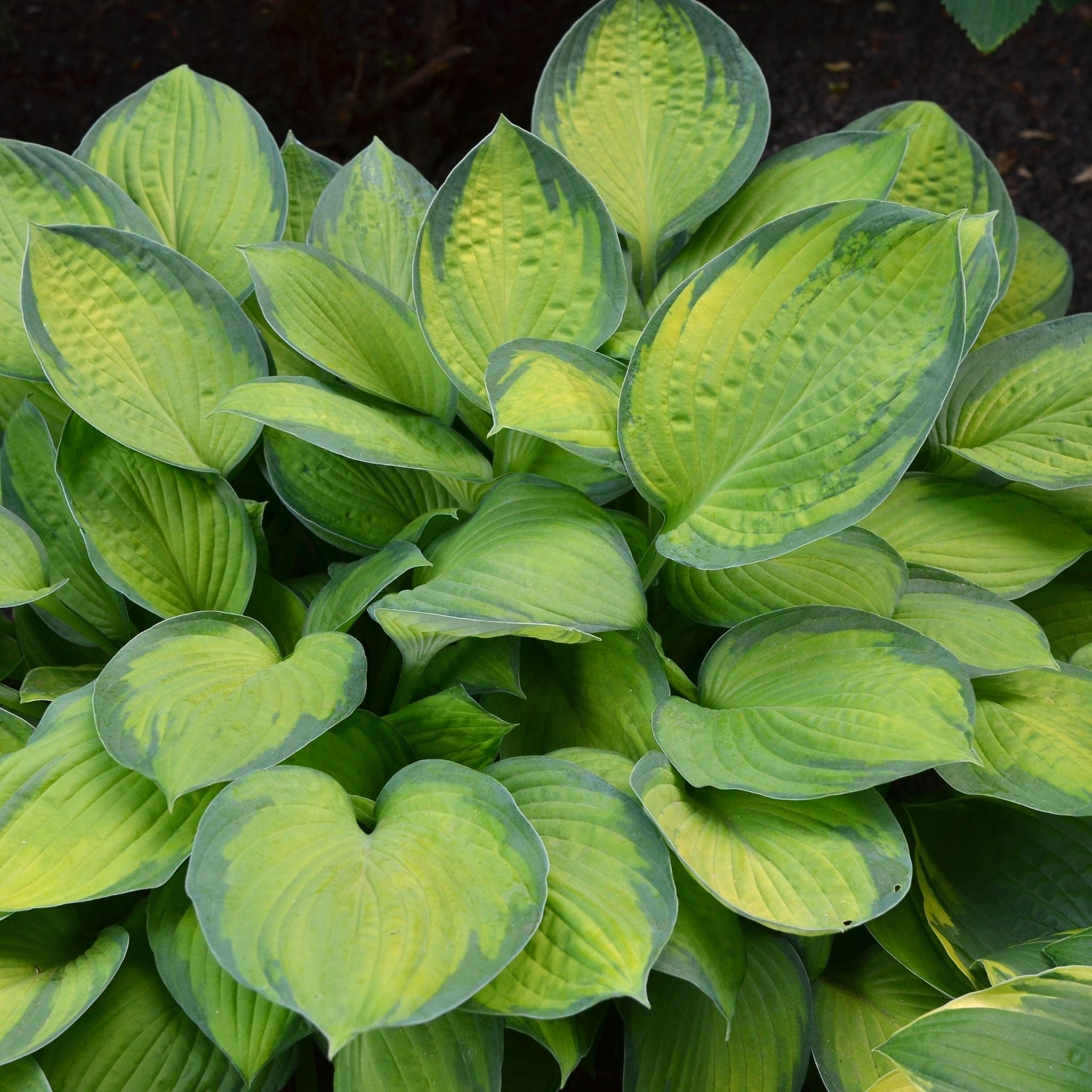 Hosta'Rama – Watson's Greenhouse