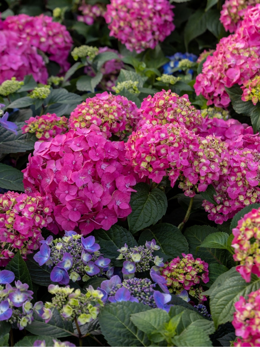 Hydrangea Macrophylla | Endless Summer® Summer Crush – Watson's