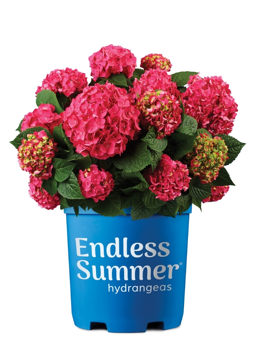 Hydrangea Macrophylla | Endless Summer® Summer Crush – Watson's