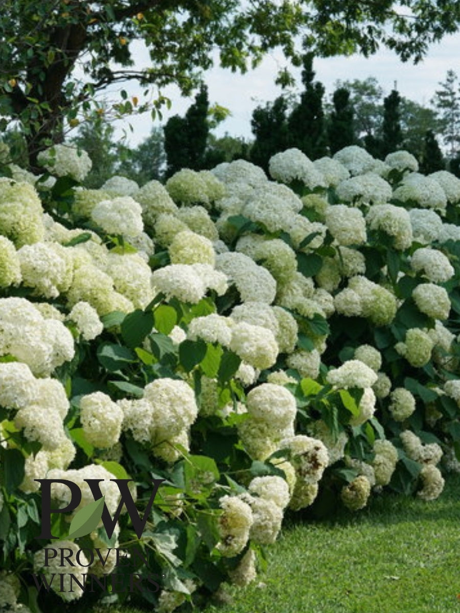 Hydrangea Dobbies Hydrangeas – Watson's Greenhouse