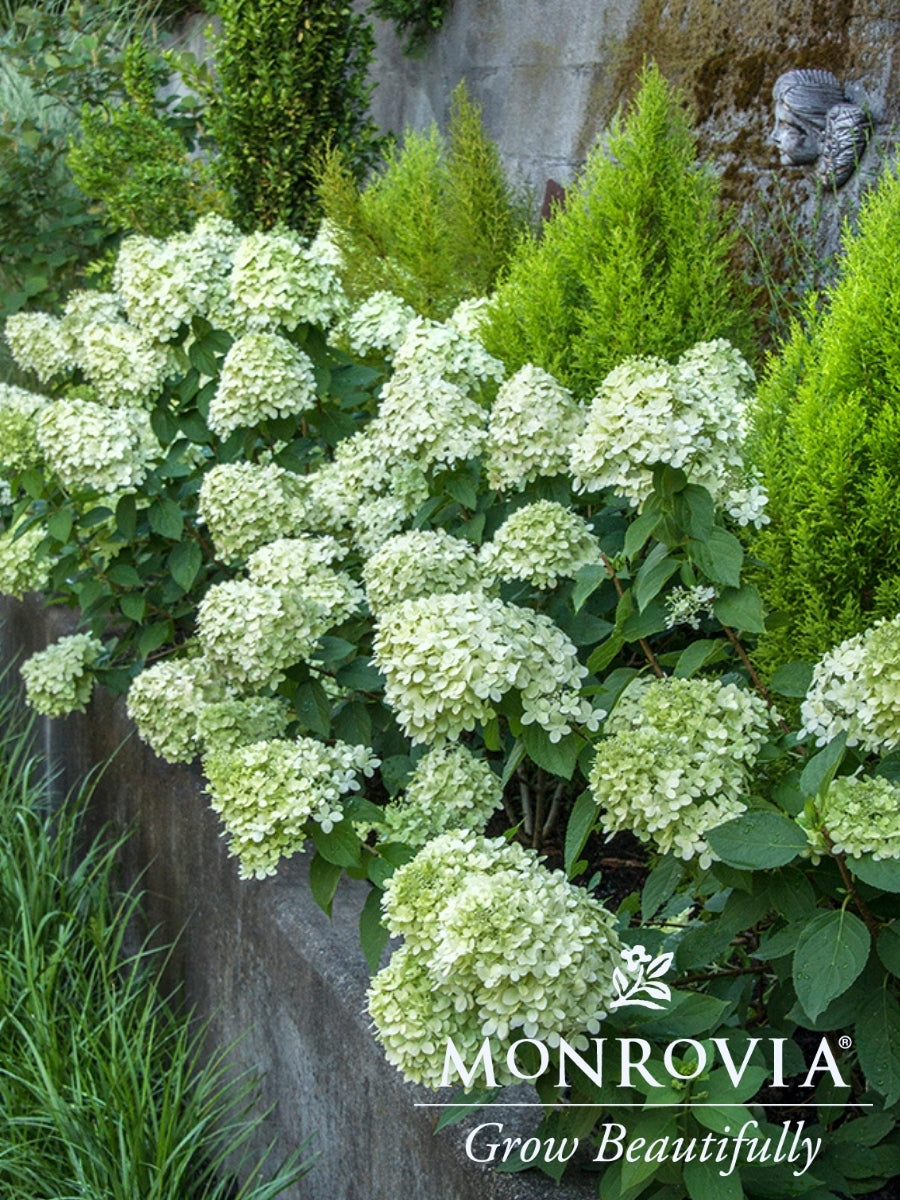 Hydrangea Panicle | Little Lime