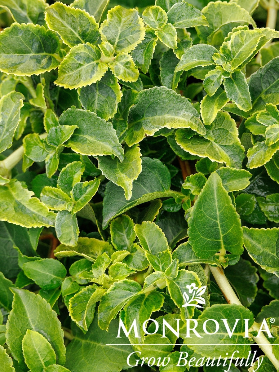 Hydrangea petiolaris 'Miranda' 2G