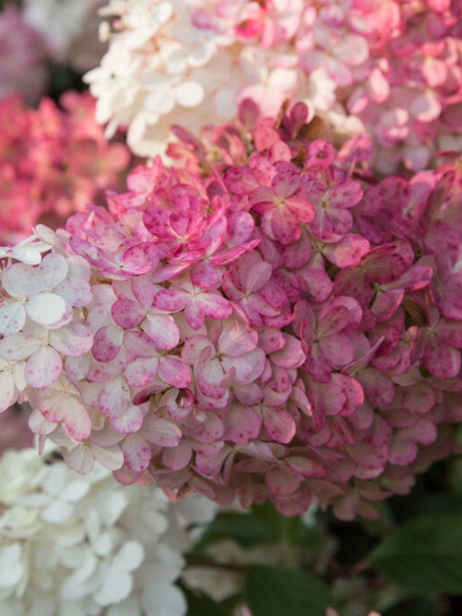 Hydrangea Panicle Tree | Vanilla Strawberry™