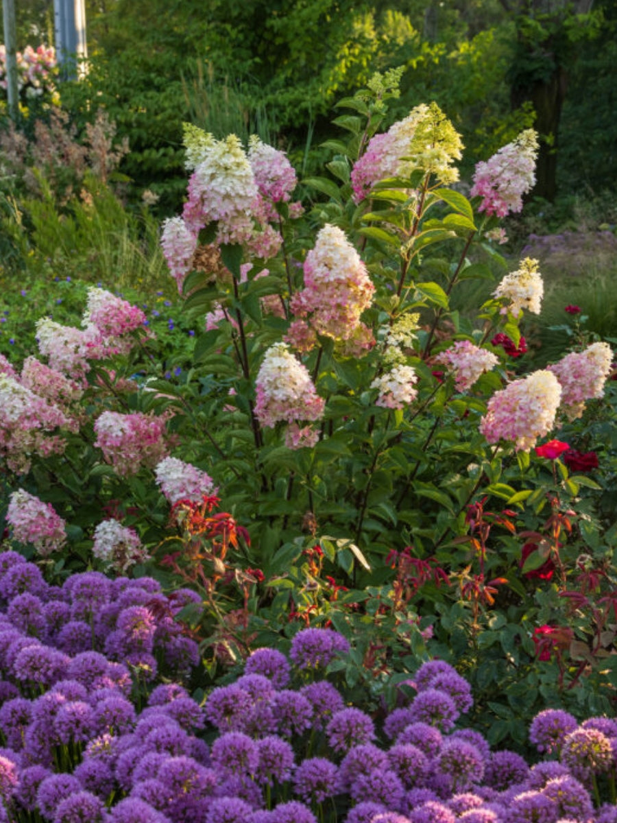 Hydrangea Panicle | Vanilla Strawberry™