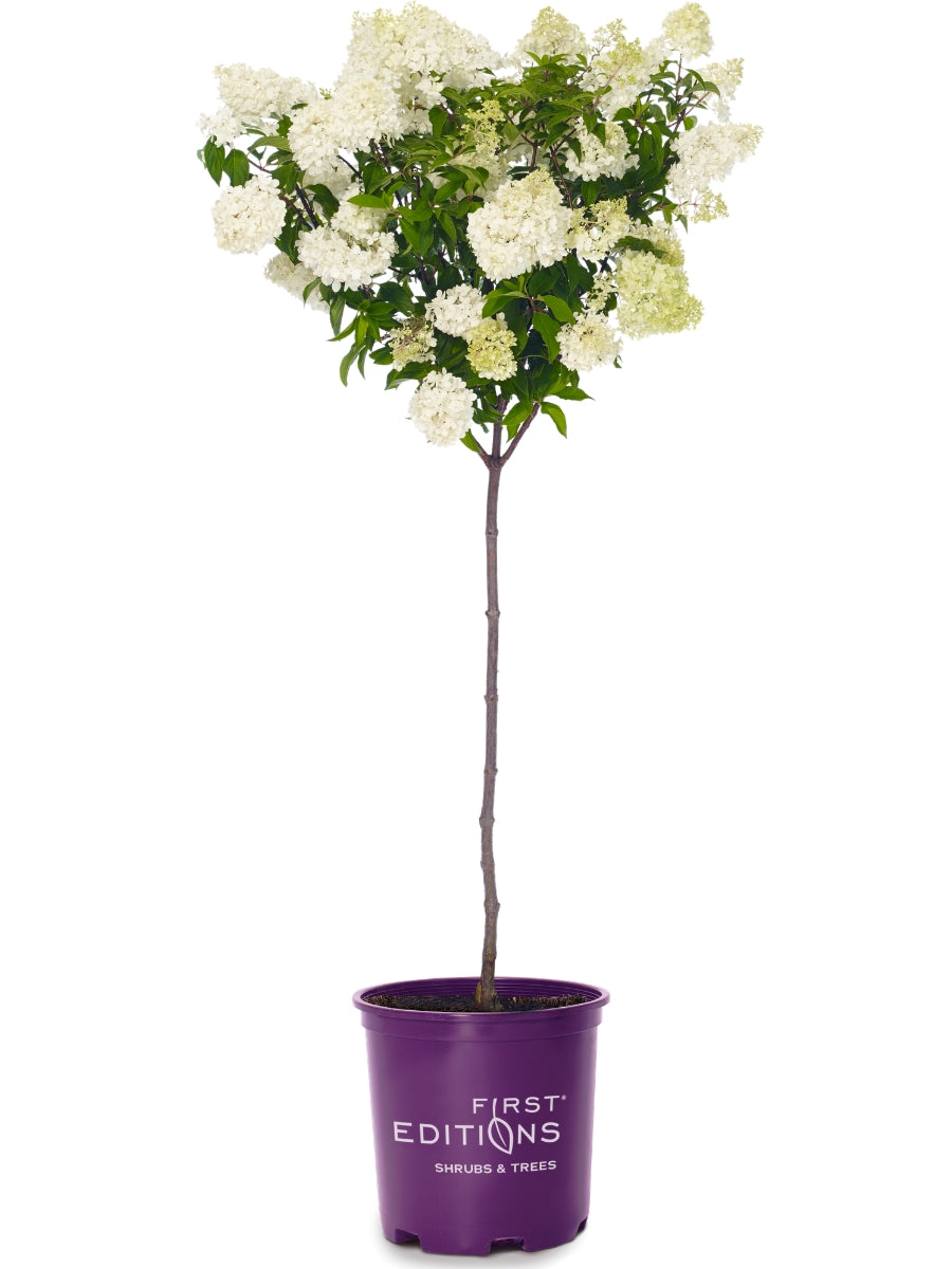 Hydrangea Panicle Tree | Vanilla Strawberry™