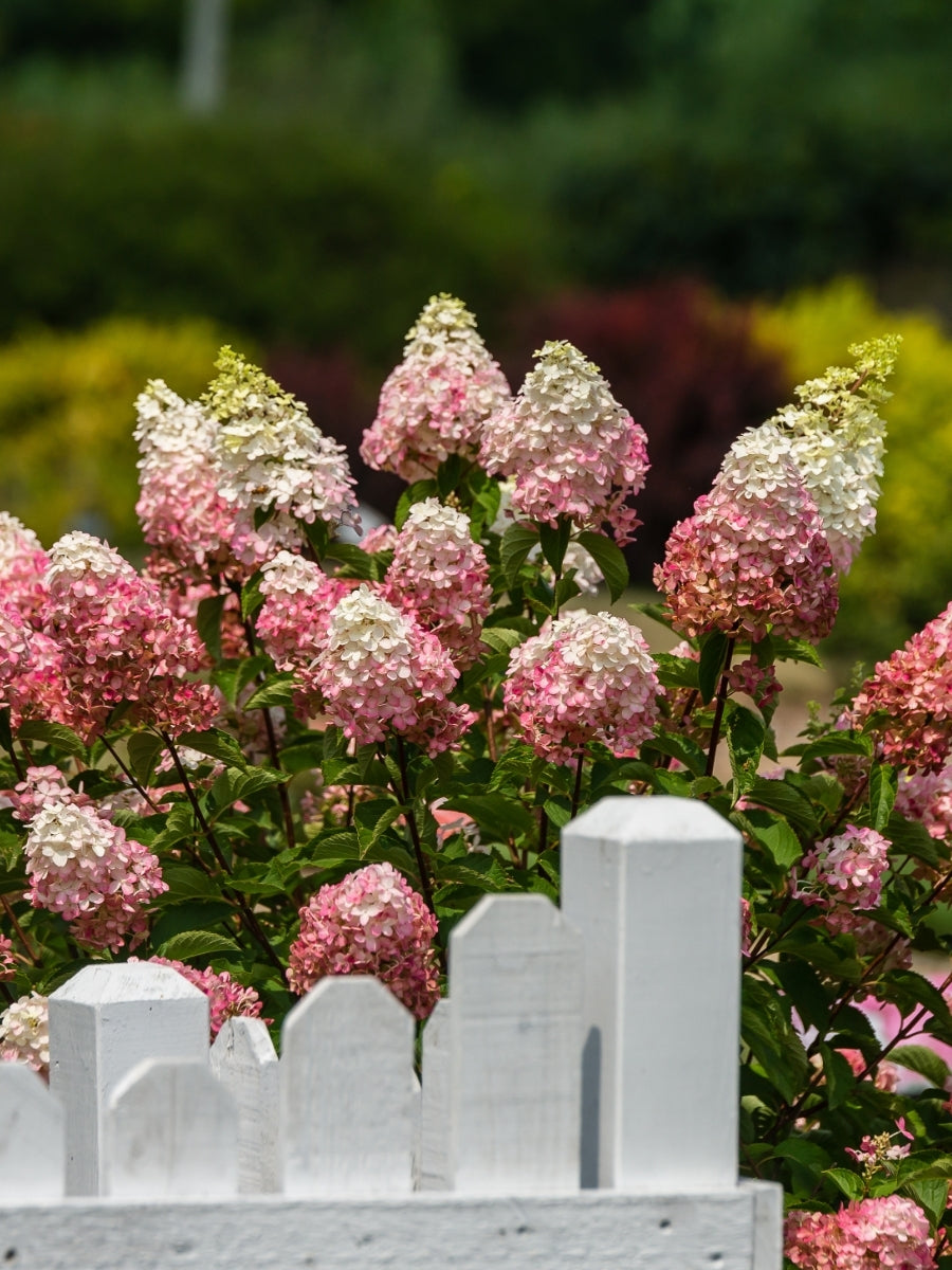 Hydrangea Panicle Tree | Berry White® 7G