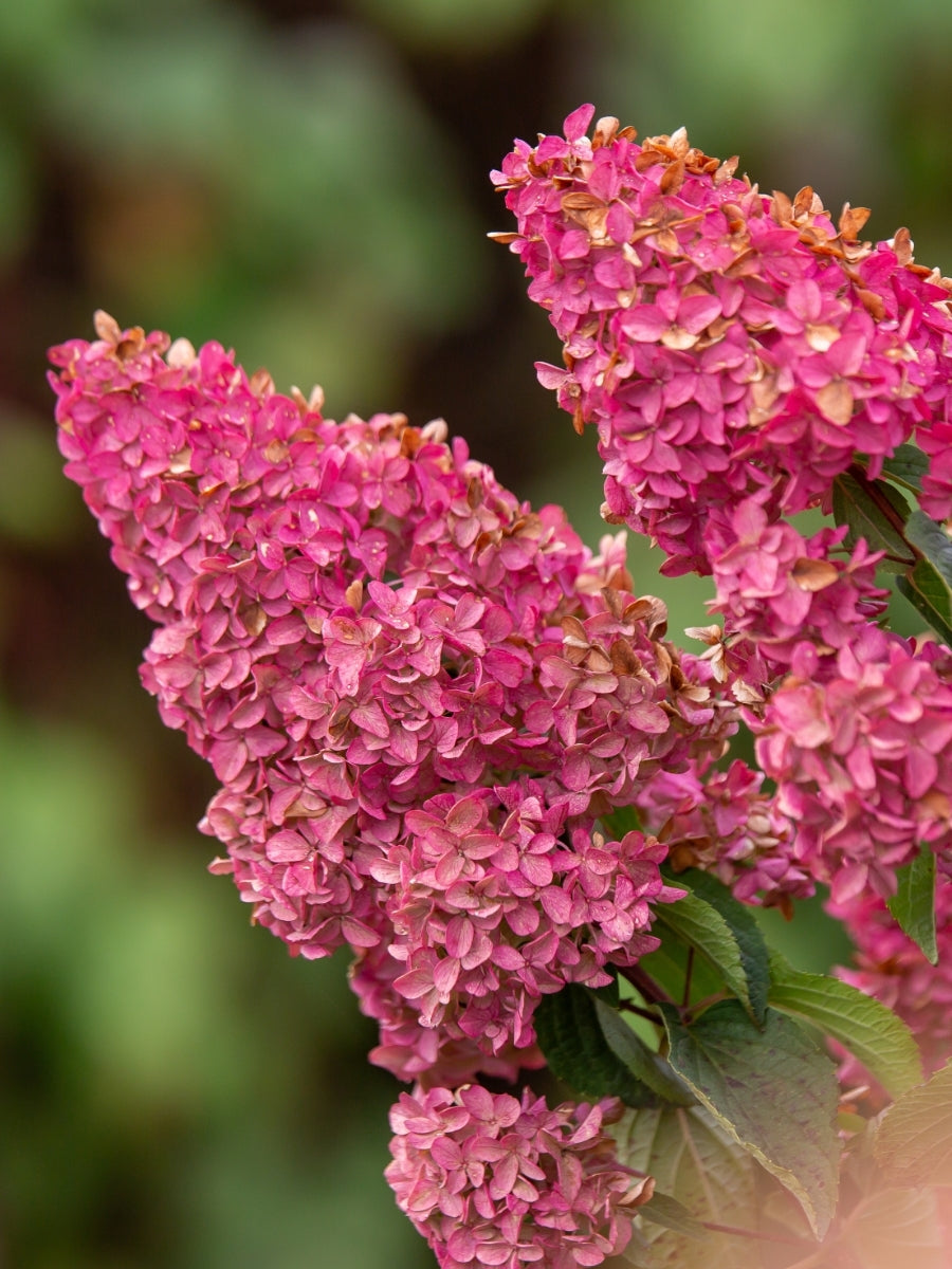 Hydrangea Panicle | Berry White®