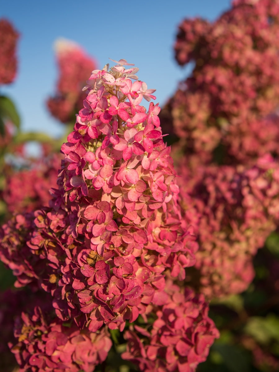 Hydrangea Panicle | Berry White® – Watson's Greenhouse