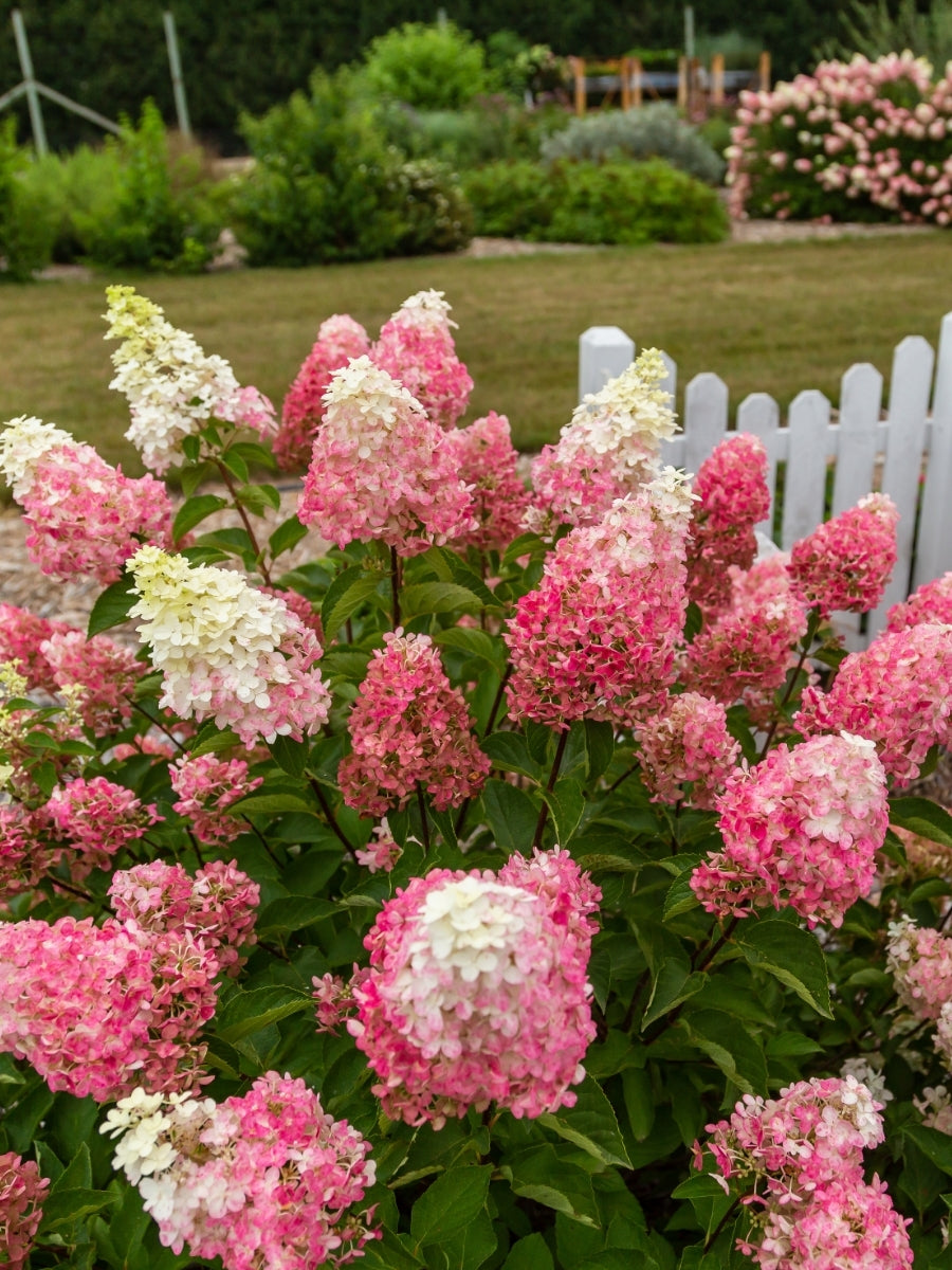 Hydrangea Panicle | Berry White®