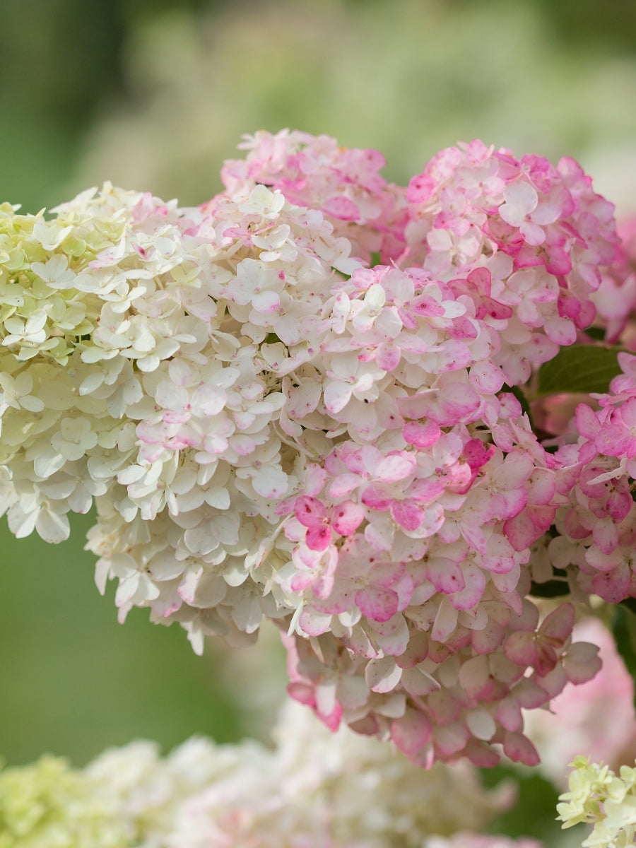 Hydrangea Panicle | Berry White® – Watson's Greenhouse