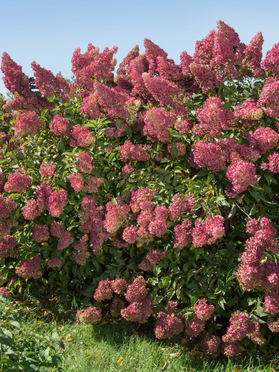 Hydrangea Panicle | Berry White®