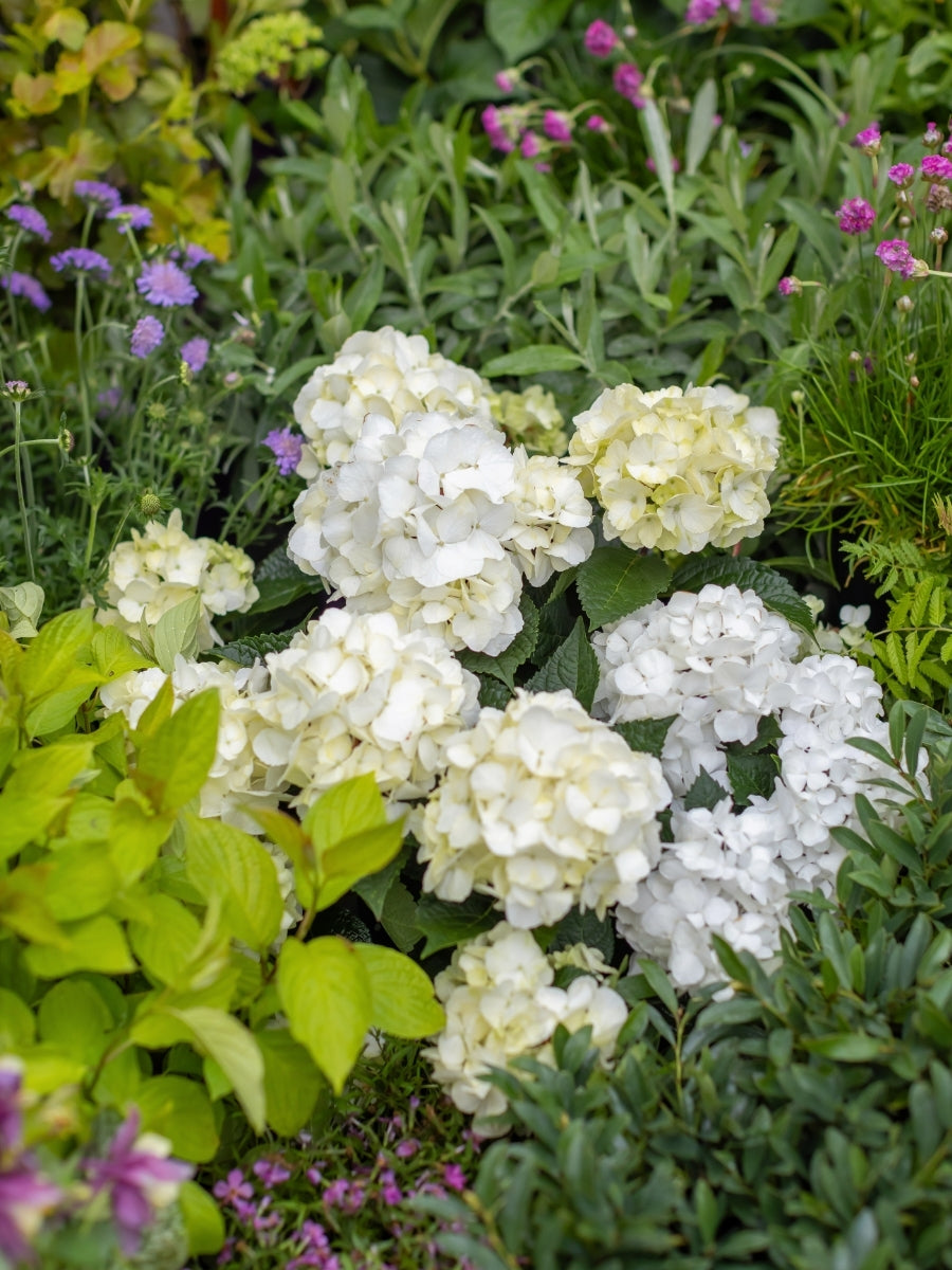 Hydrangea macrophylla Endless Summer® 'Dreamcloud' 2G – Watson's