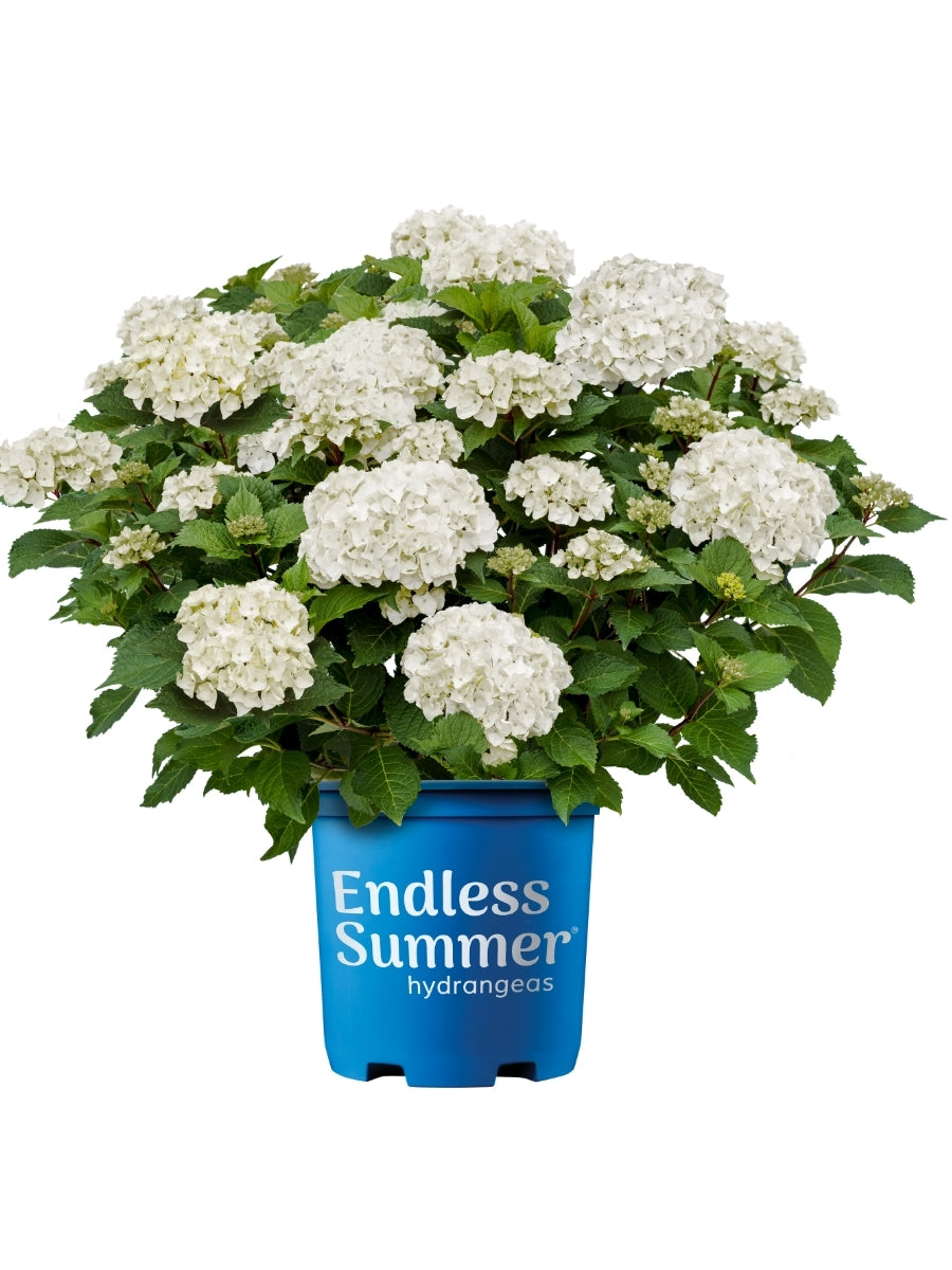 Hydrangea macrophylla Endless Summer® 'Dreamcloud' 2G – Watson's