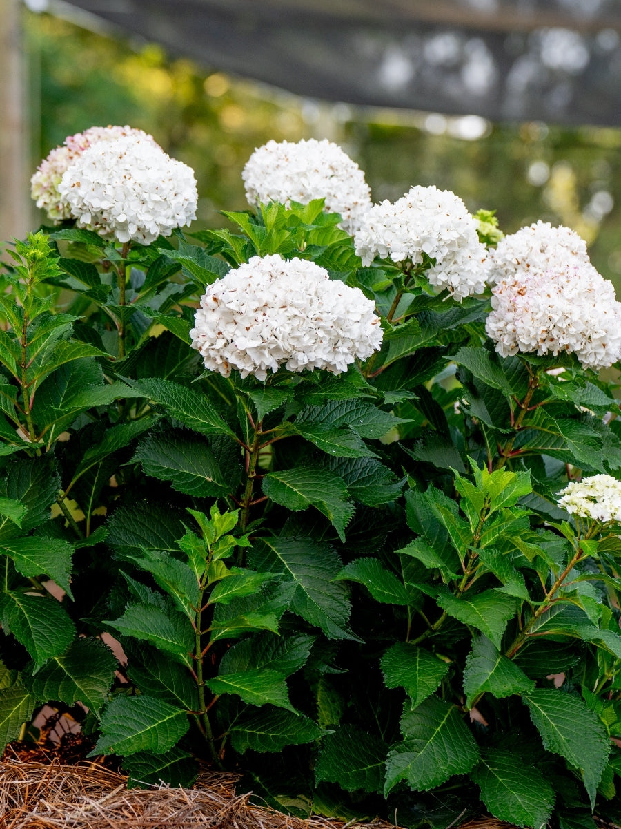Hydrangea macrophylla Endless Summer® 'Dreamcloud' 2G – Watson's