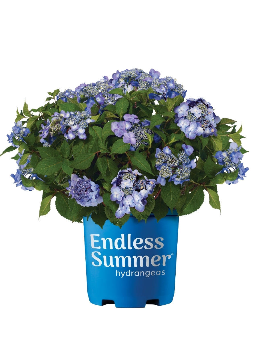 Hydrangea Macrophylla | Endless Summer® Twist-n-Shout® 2G
