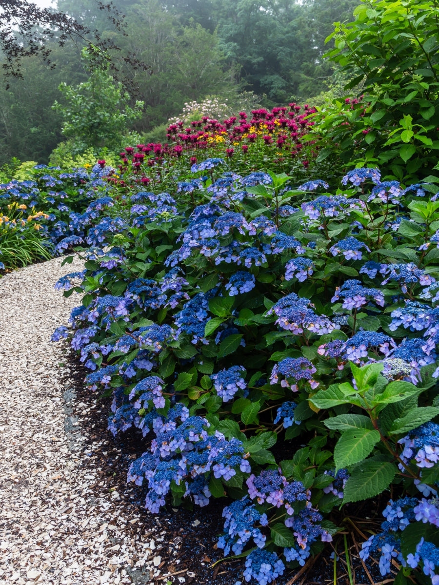 Hydrangea Macrophylla | Endless Summer® Twist-n-Shout® 2G