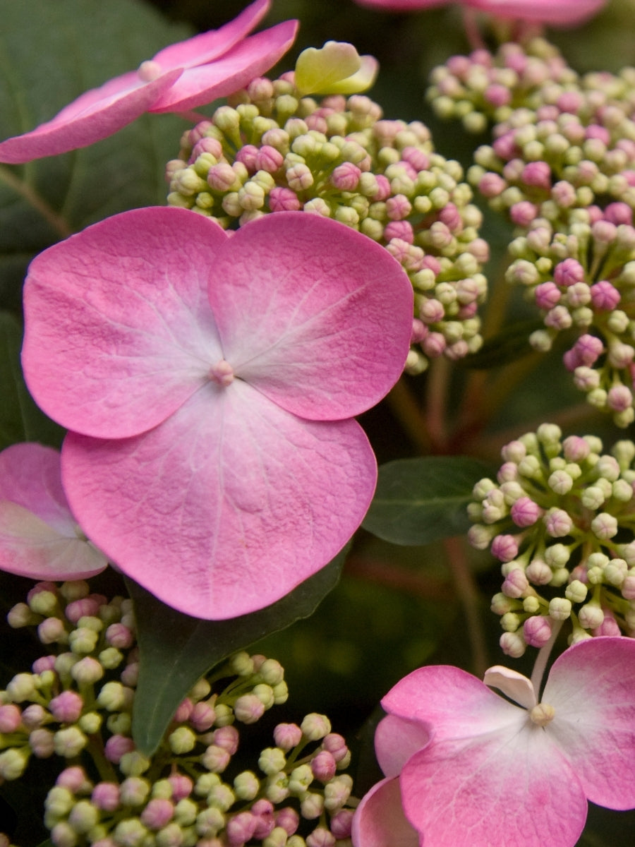 Hydrangea Macrophylla | Endless Summer® Twist-n-Shout® 2G