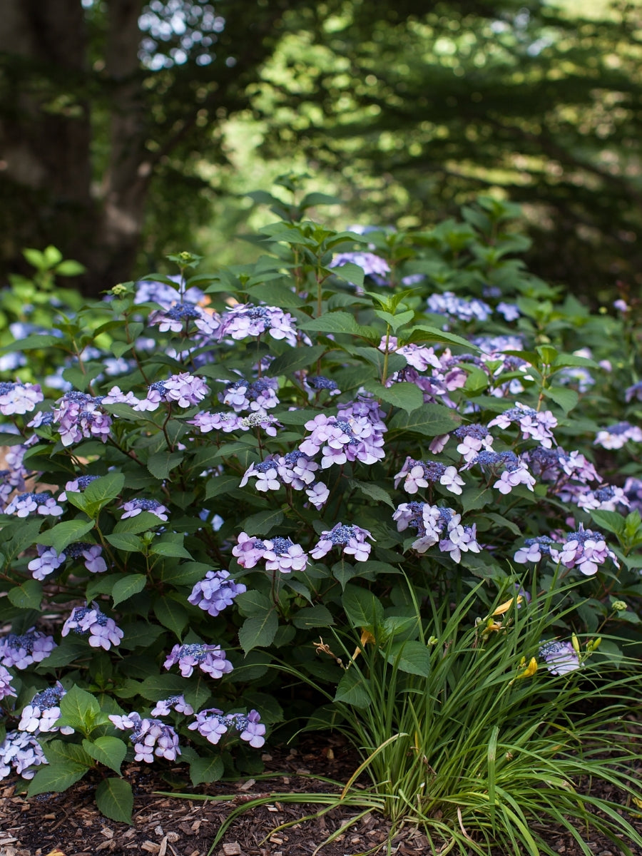 Hydrangea Macrophylla | Endless Summer® Twist-n-Shout® 2G
