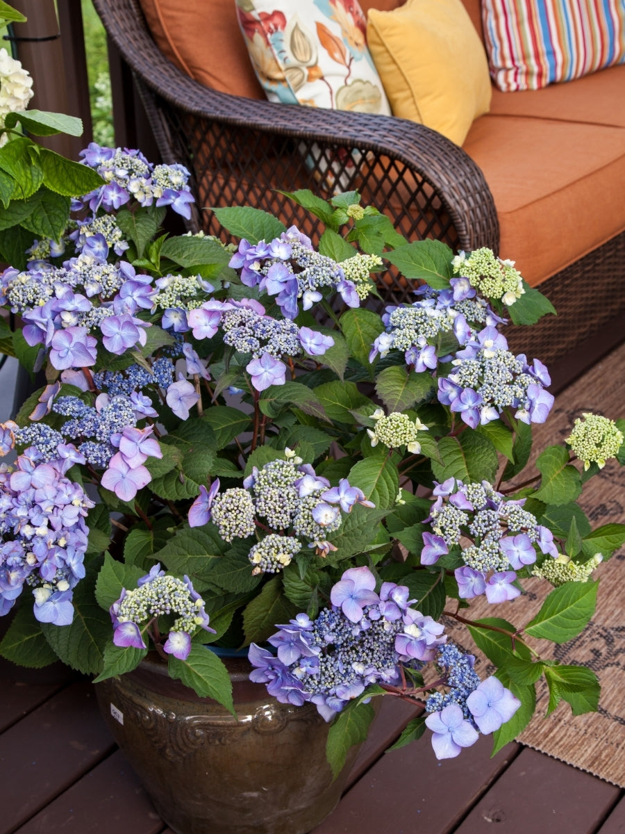 Hydrangea Macrophylla | Endless Summer® Twist-n-Shout® 2G