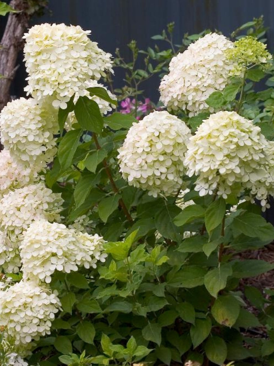 Hydrangea Panicle Tree | Limelight