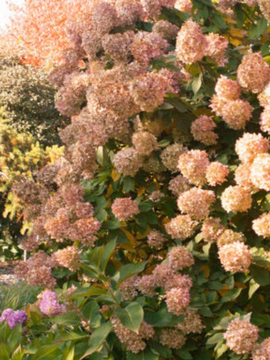 Hydrangea Panicle Tree | Limelight