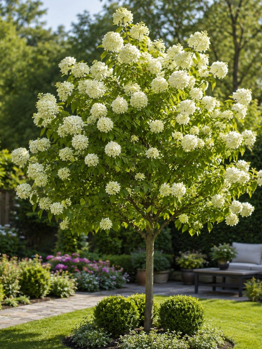 Hydrangea Panicle Tree | Limelight