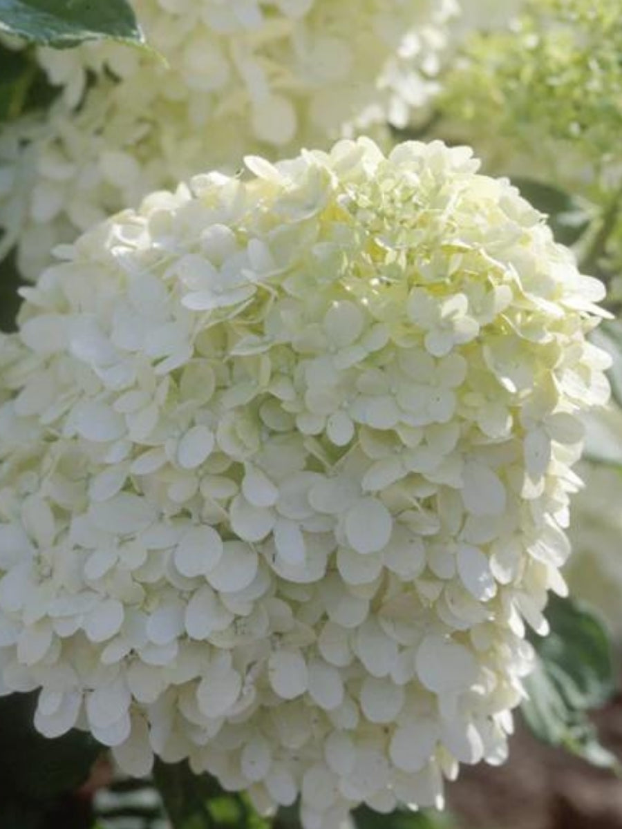 Hydrangea Panicle Tree | Limelight