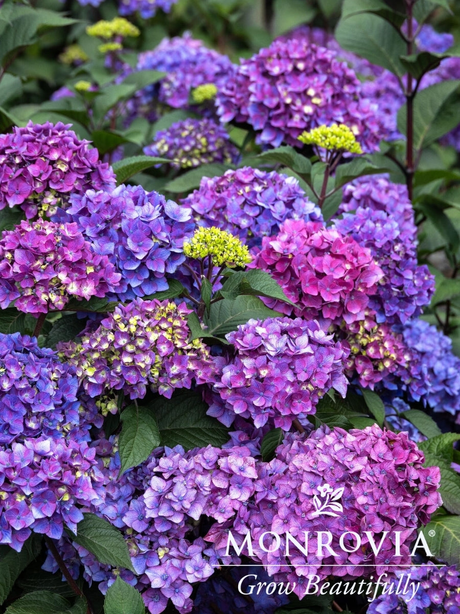 Hydrangeas – Watson's Greenhouse
