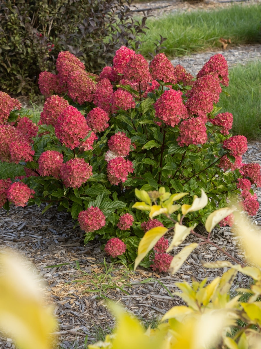 Hydrangea Panicle | Spring Sizzle® 2G