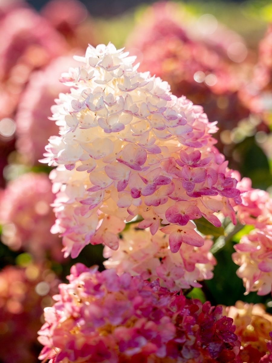 Hydrangea Panicle | Spring Sizzle® 2G