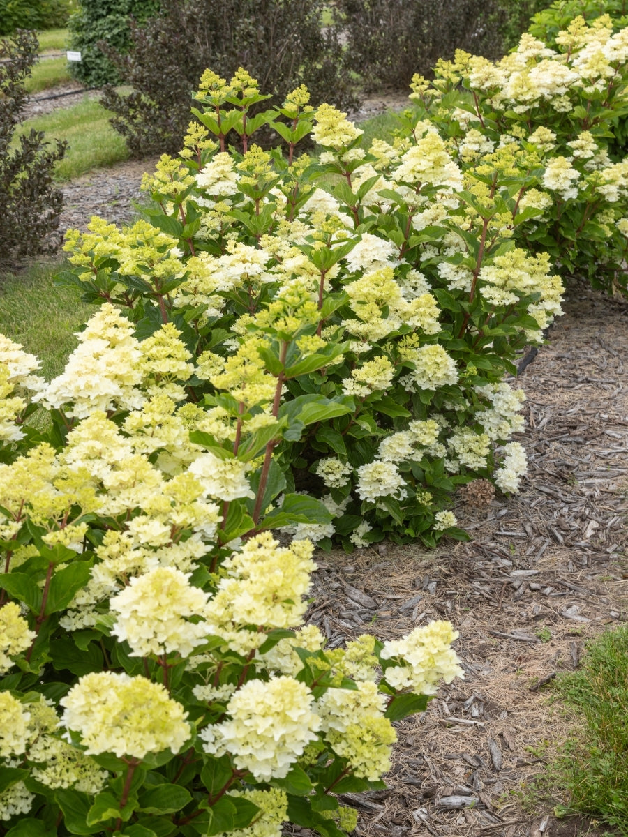Hydrangea Panicle | Spring Sizzle® 2G