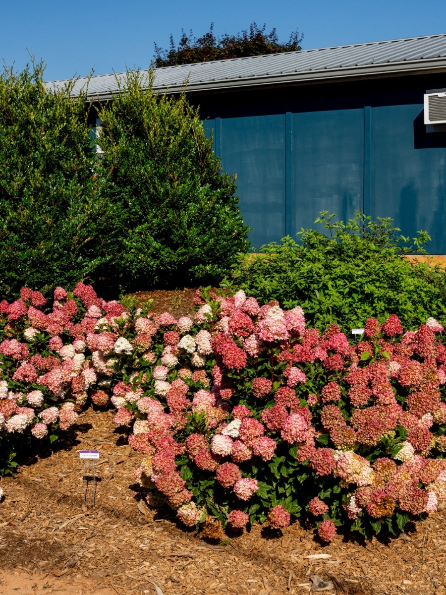 Hydrangea Panicle | Spring Sizzle® 2G