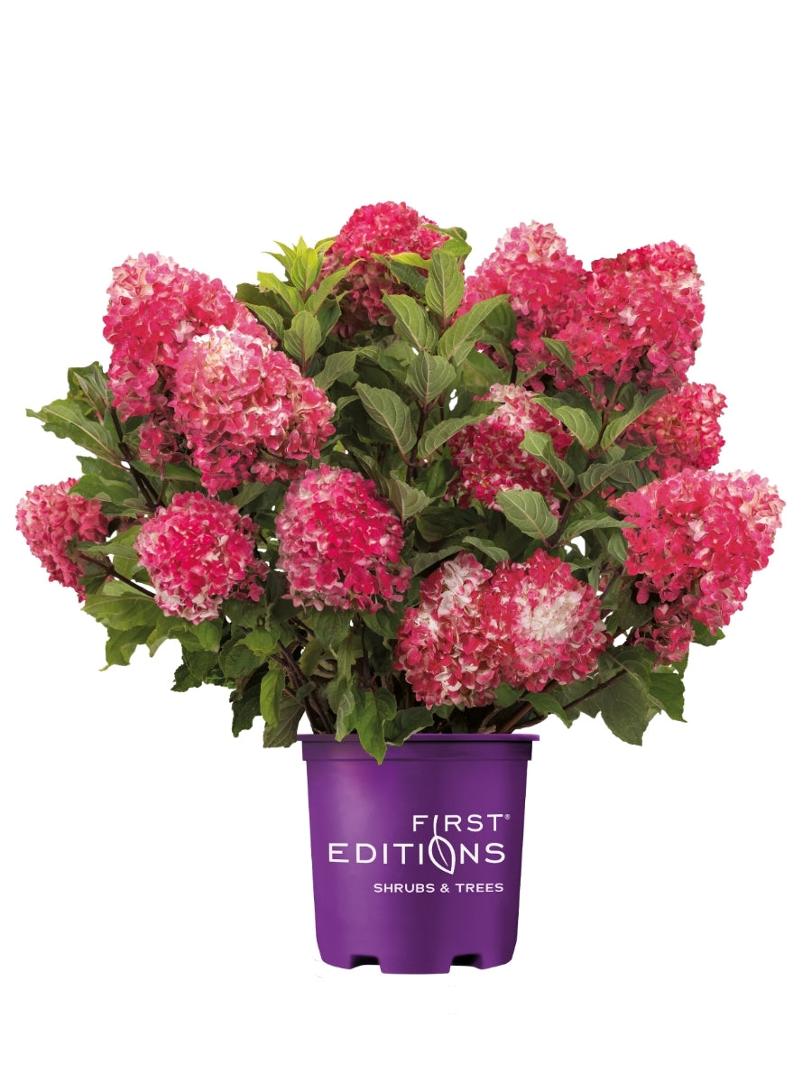 Hydrangea Panicle | Spring Sizzle® 2G