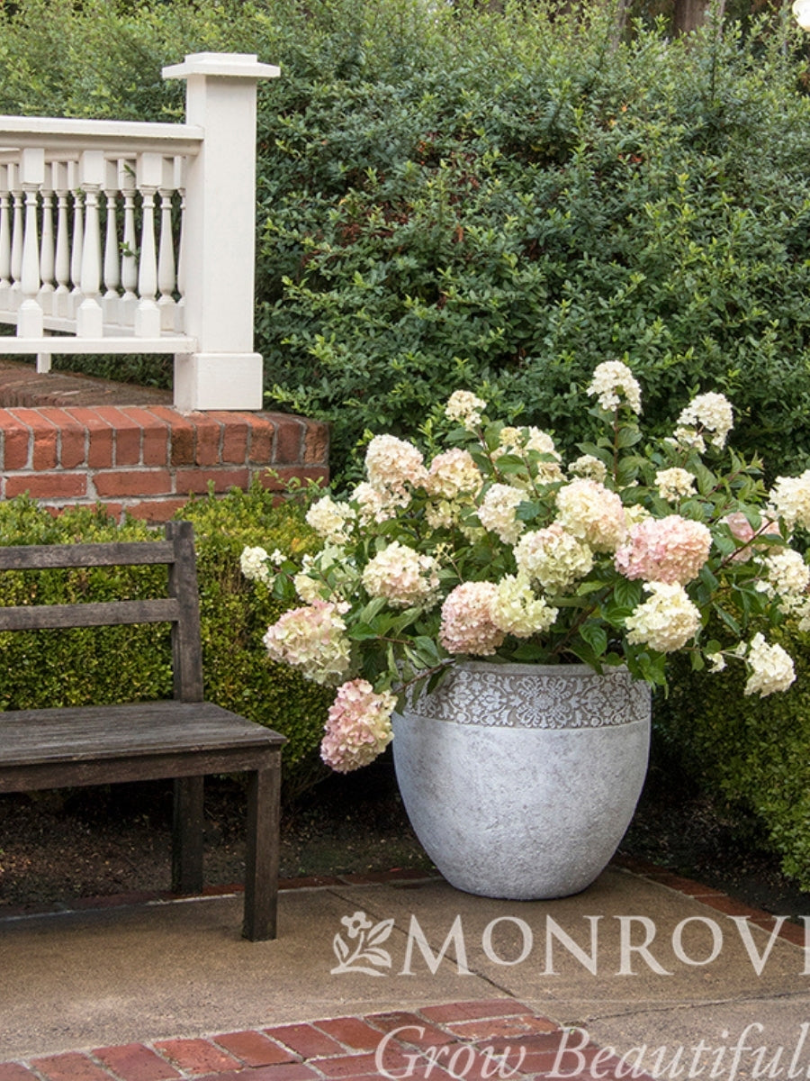 Hydrangea Panicle | Strawberry Shake™