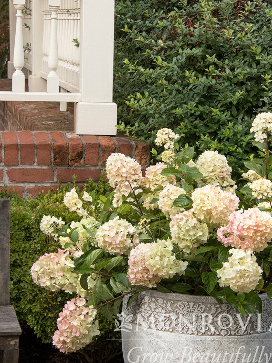 Hydrangea Panicle | Strawberry Shake™
