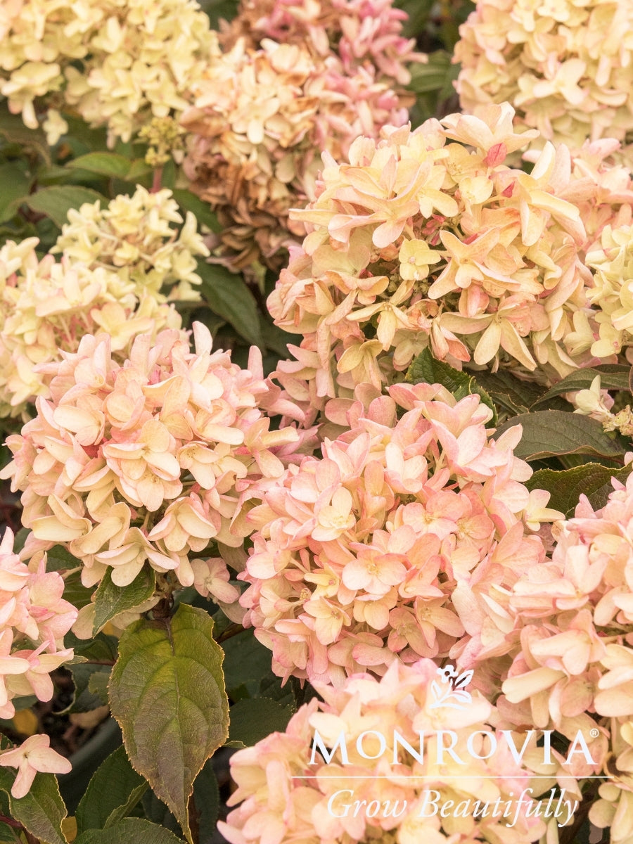 Hydrangea Panicle | Strawberry Shake™