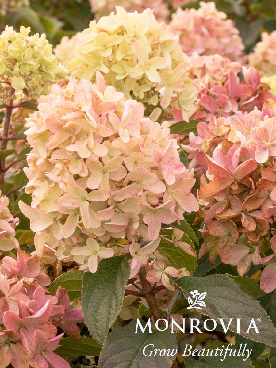 Hydrangea Panicle | Strawberry Shake™