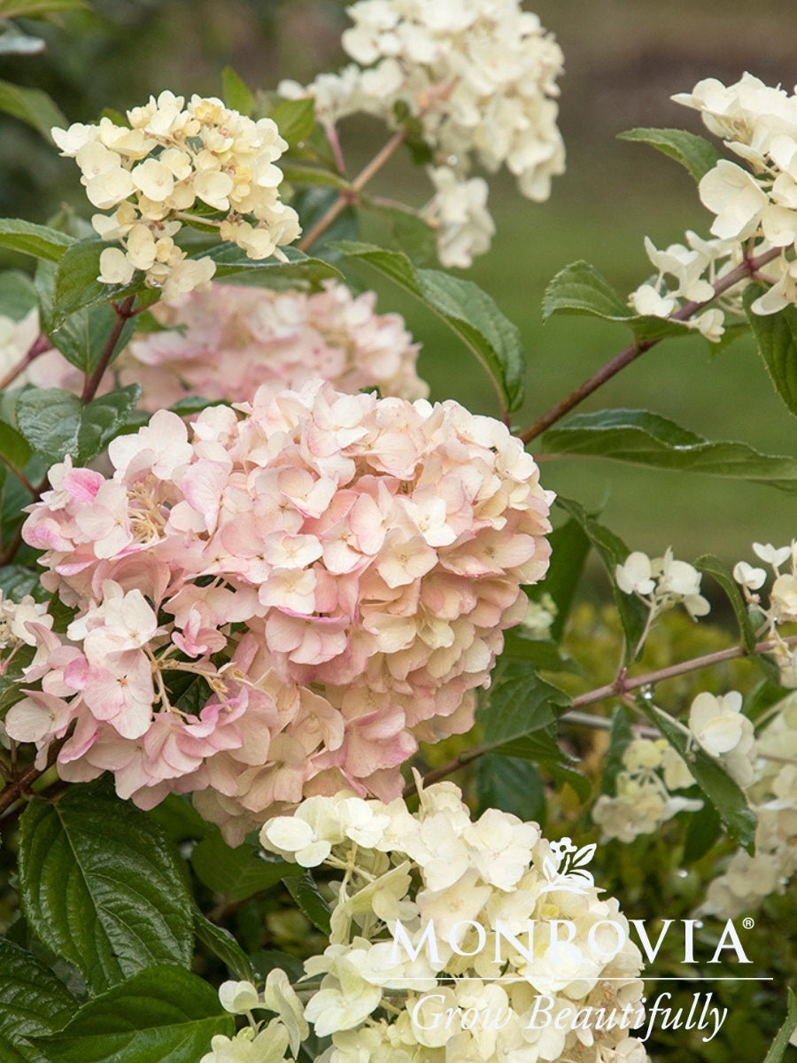 Hydrangea Panicle | Strawberry Shake™