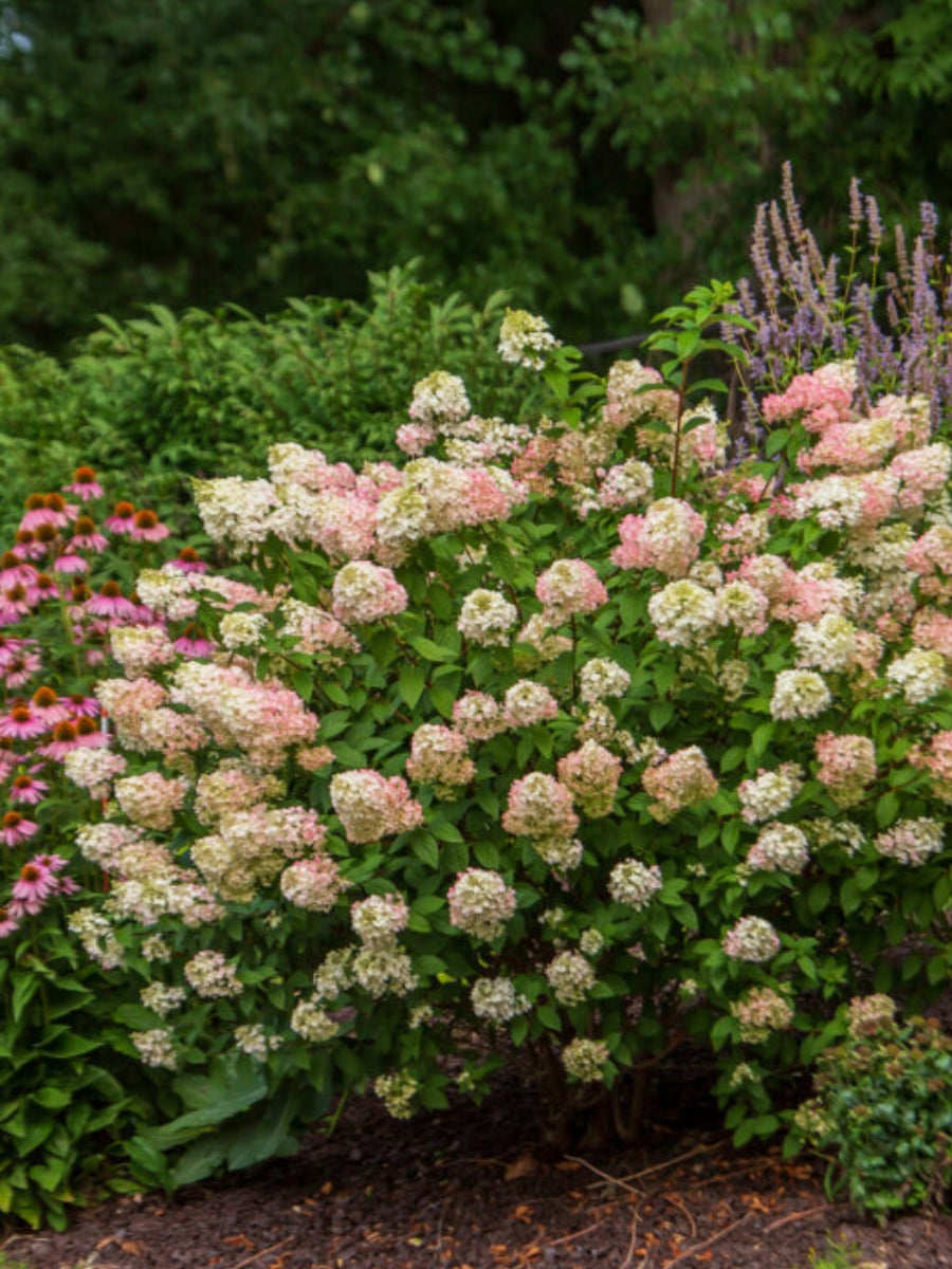 Hydrangea Panicle | Strawberry Sundae®