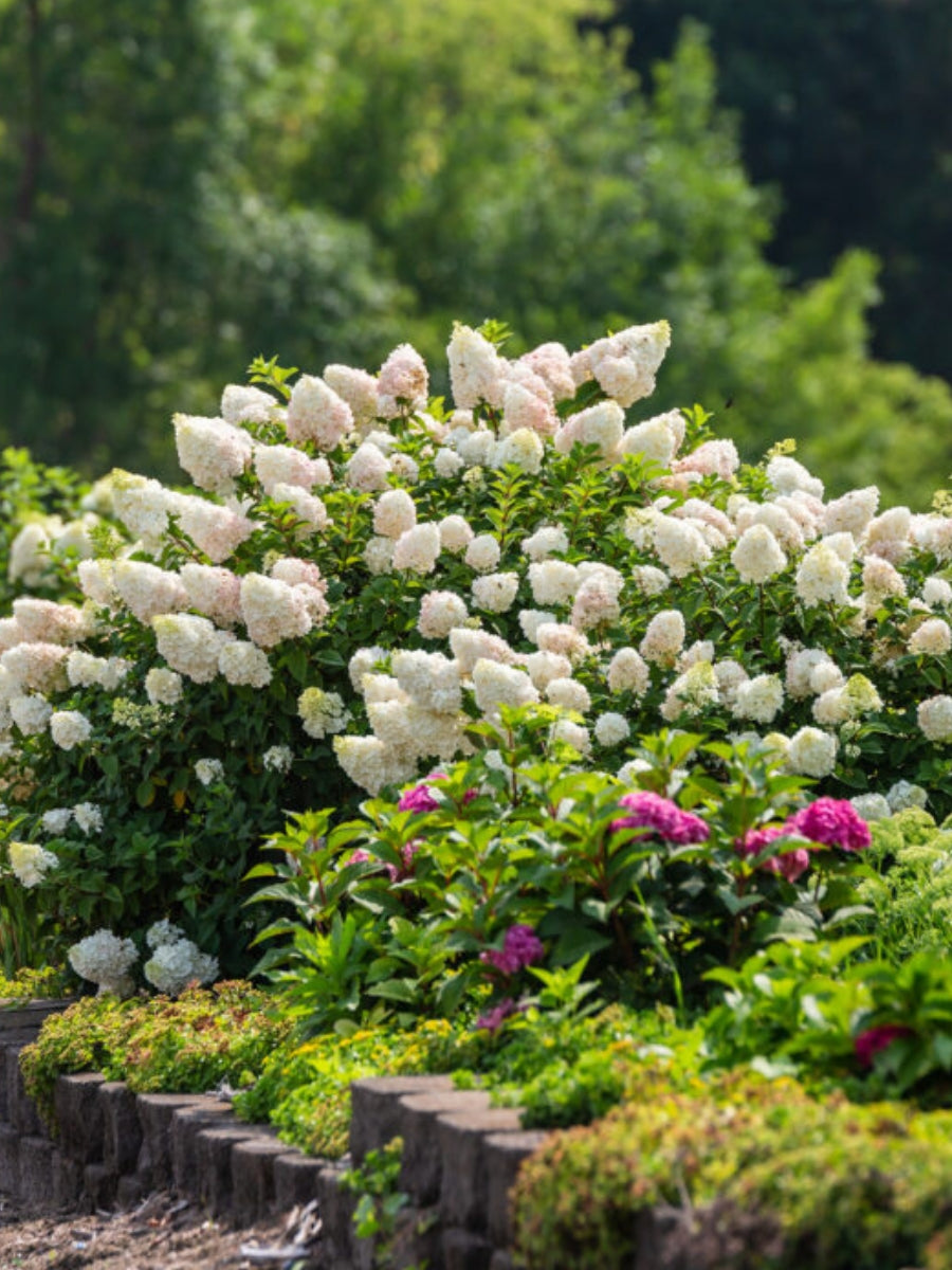 Hydrangea Panicle | Strawberry Sundae®