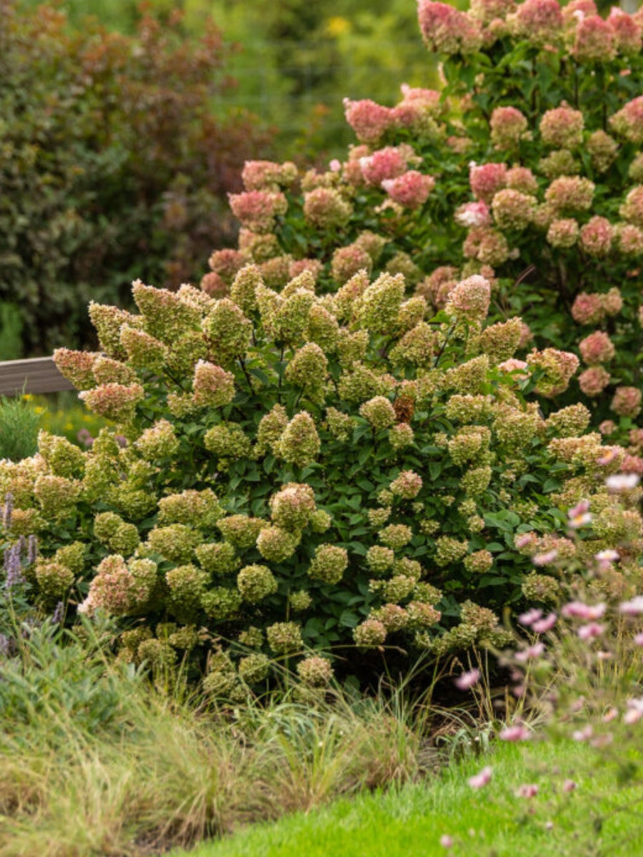 Hydrangea Panicle | Strawberry Sundae®