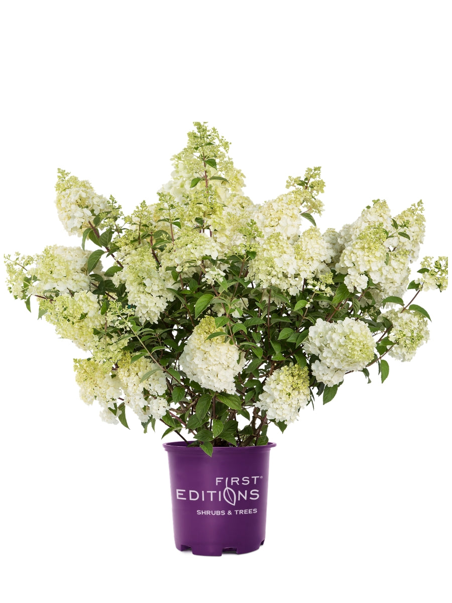 Hydrangea Panicle | Strawberry Sundae®