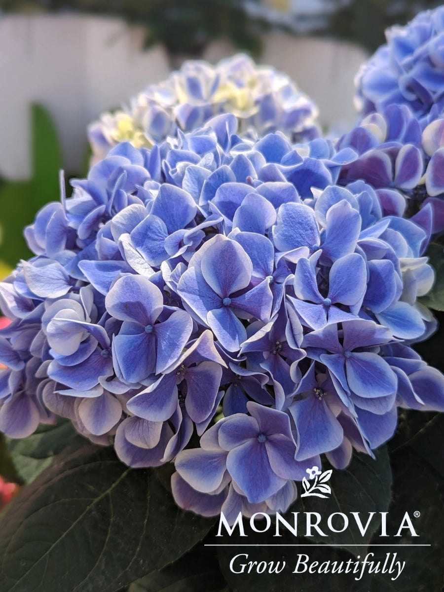Hydrangea macrophylla | 'My Beautiful Diva' 2G
