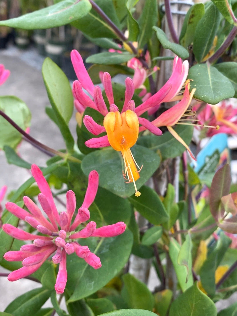 Lonicera Honeysuckle | Goldflame