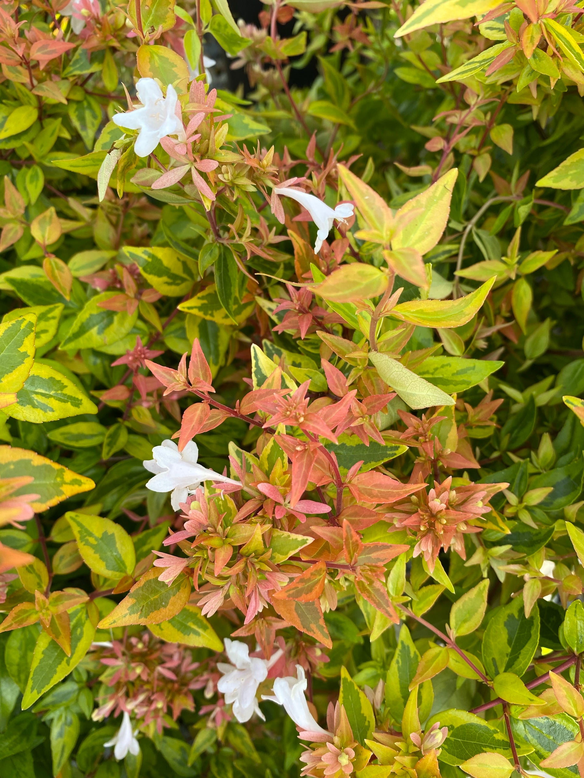 Abelia 'Kaleidoscope' – Watson's Greenhouse
