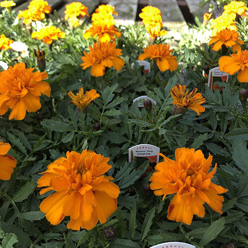Marigold Bonanza™ Deep Orange Pack