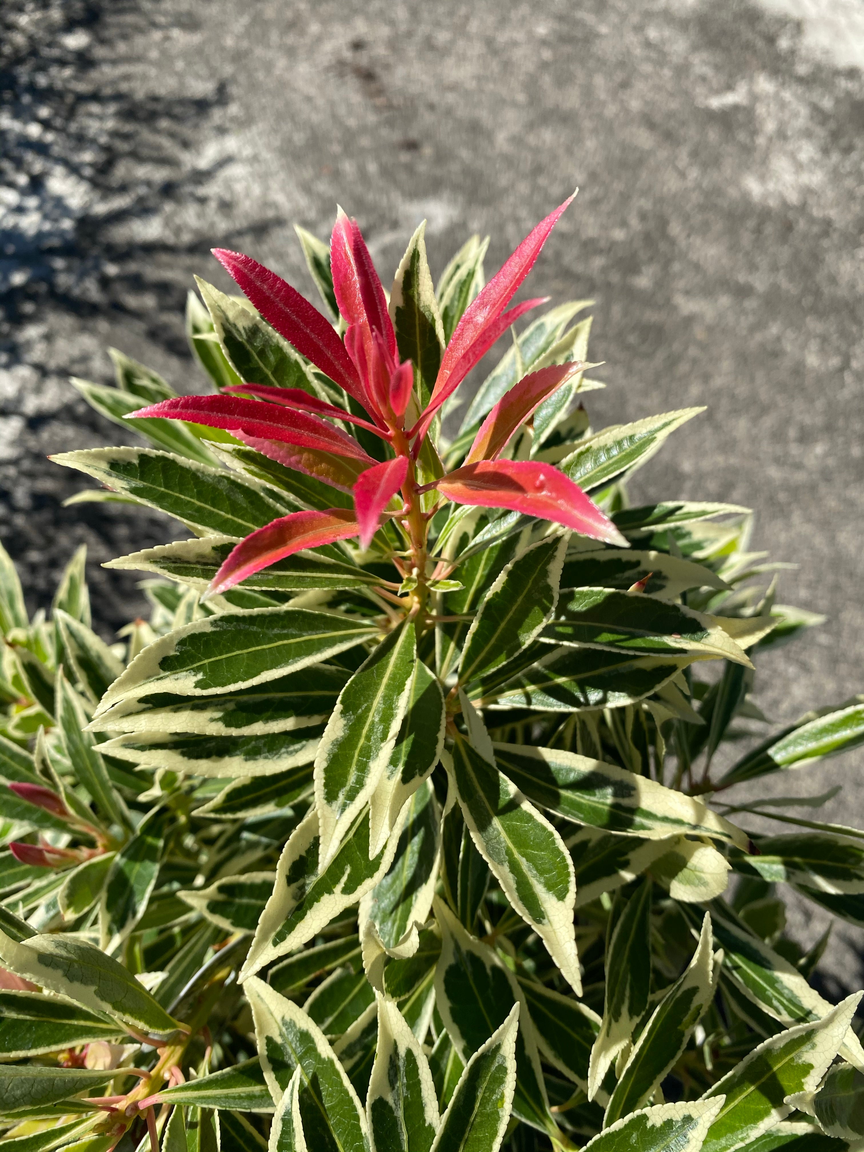 Pieris 'Flaming Silver'