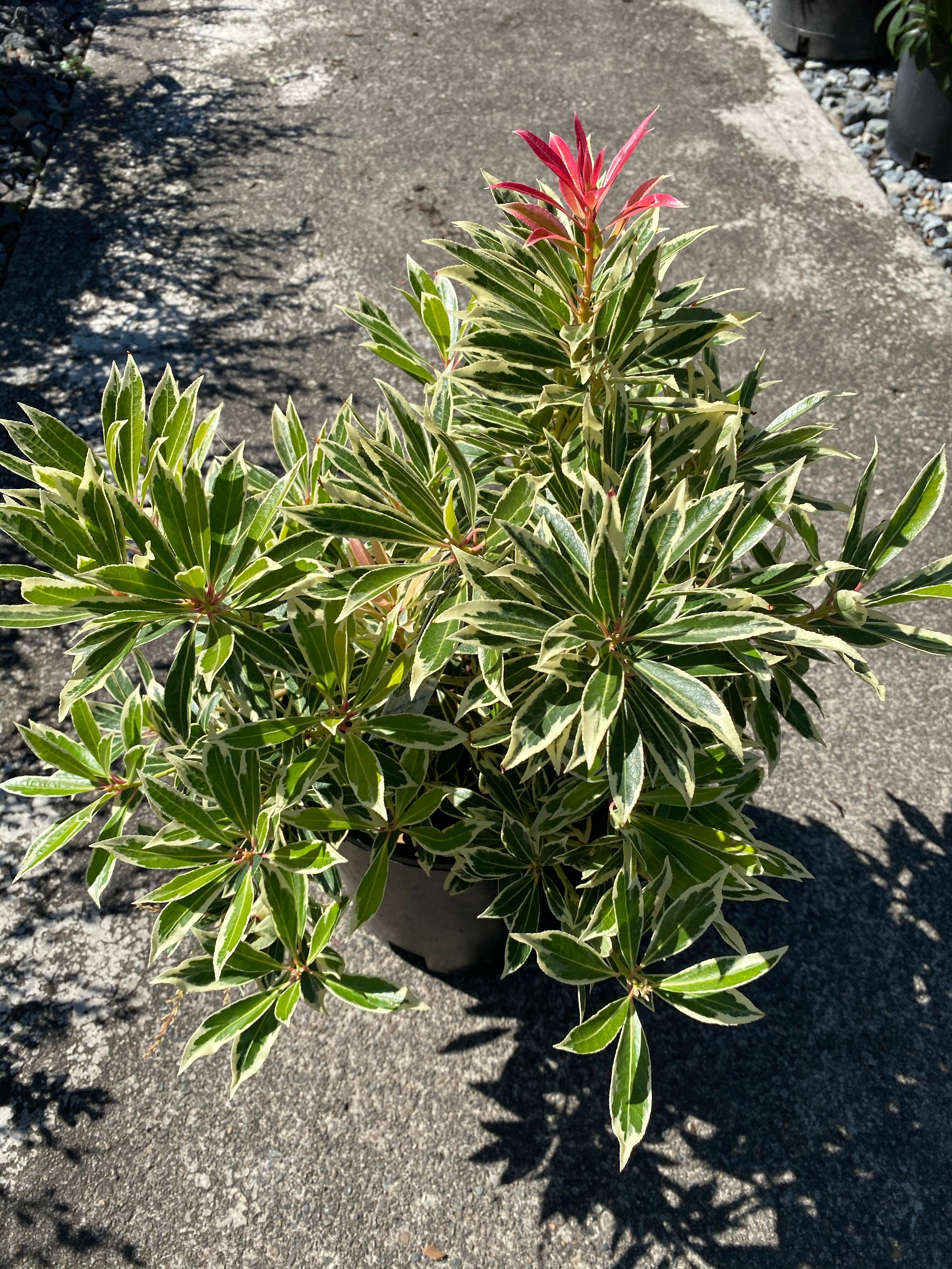 Pieris 'Flaming Silver'